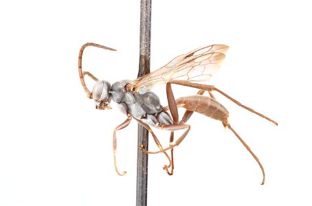 Spider wasp male (Pompilidae, Ageniella agenioides)