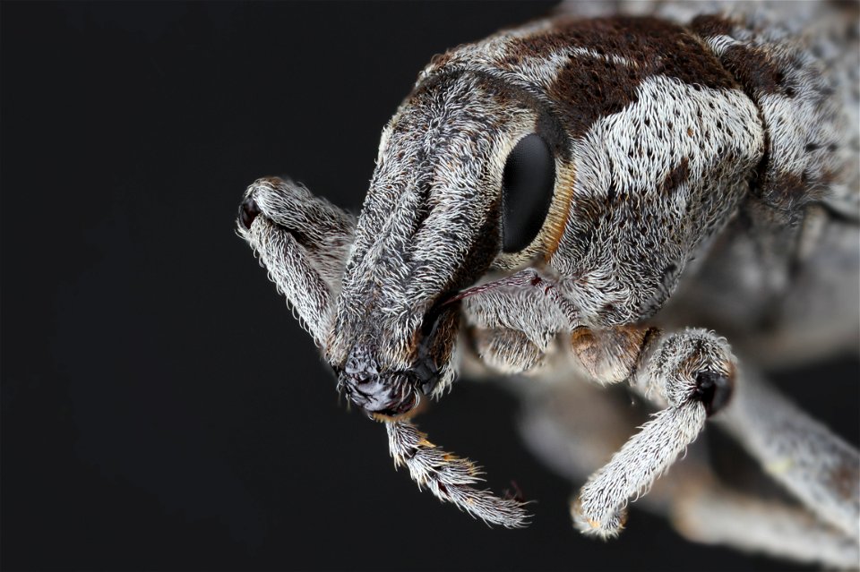Weevil of Ethiopia
