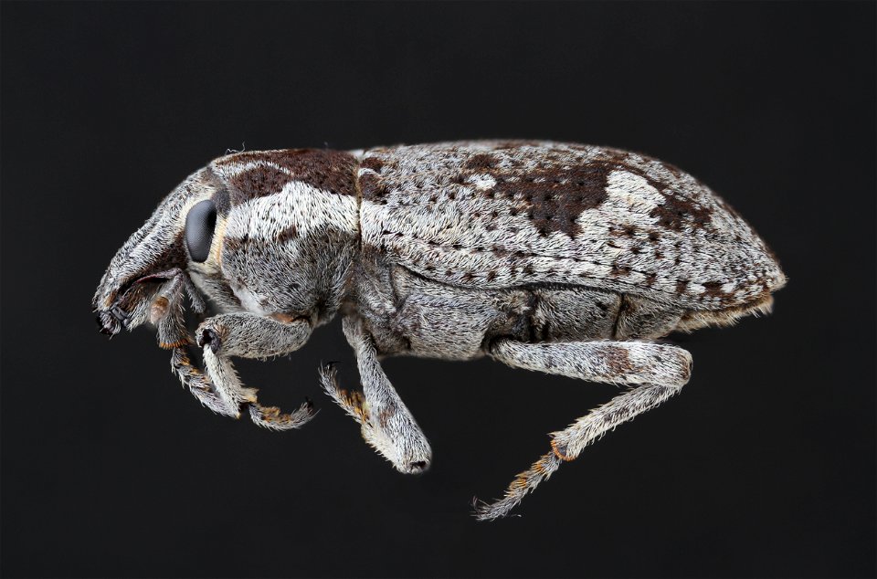 Weevil of Ethiopia