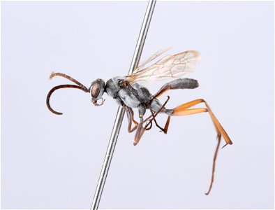 Ageniella accepta male