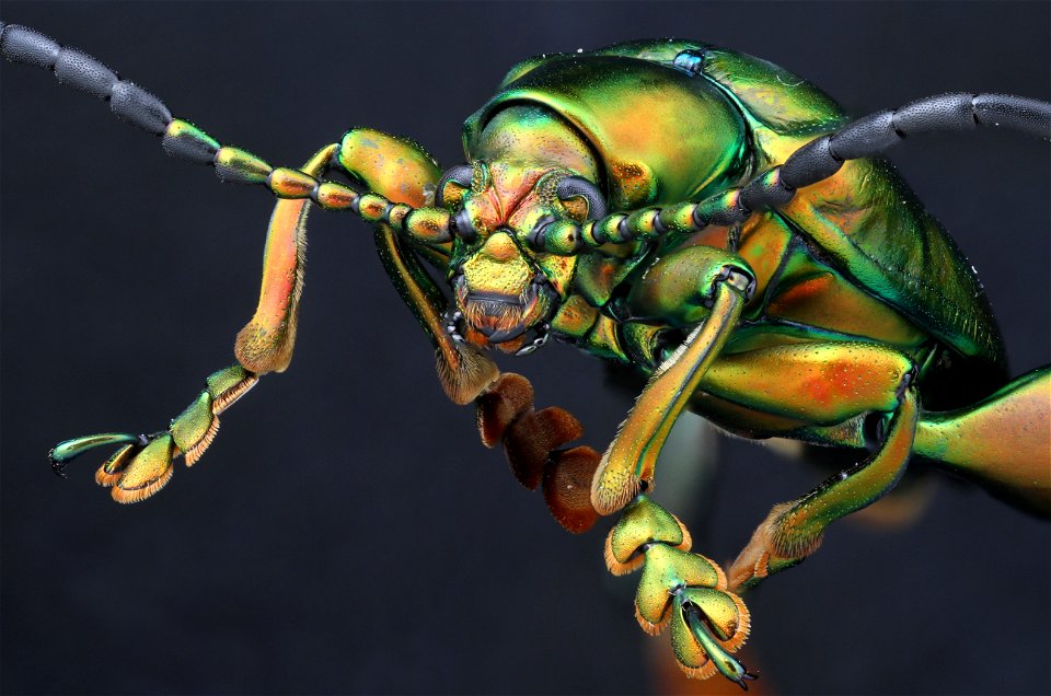 Frog-legged beetle (Chrysomelidae, sagra buqueti)
