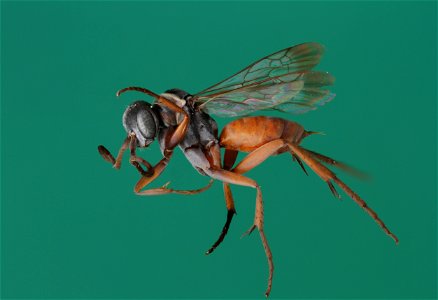 Tastiotenia festiva f