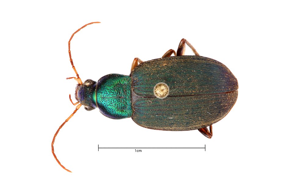 Chlaenius (Chlaenius) chaudoiri