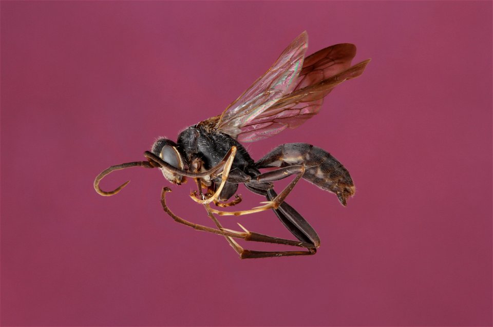 Priocnessus nebulosus male