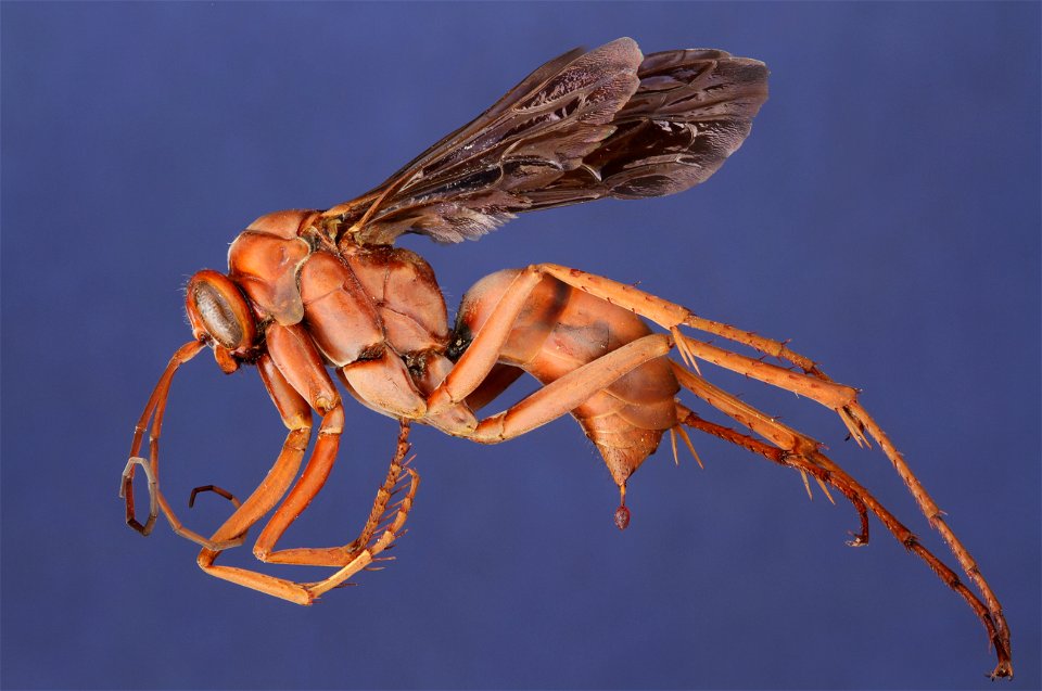 Tachypompilus ferrugineus female