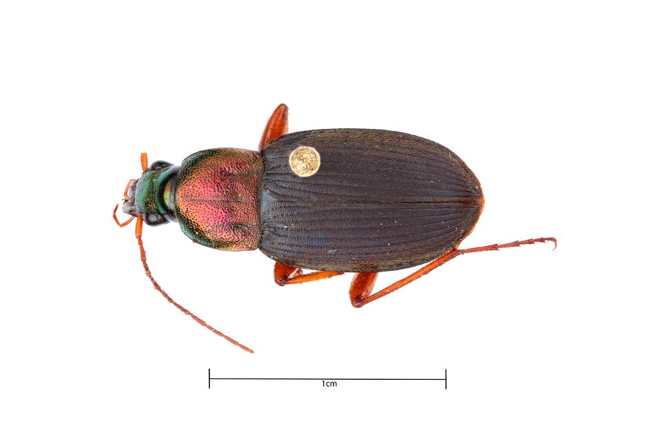 Chlaenius (Anomoglossus) emarginatus