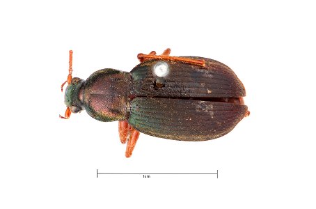 Chlaenius (Chlaenius) aestivus