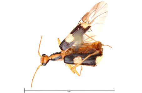 Calophaena sp.