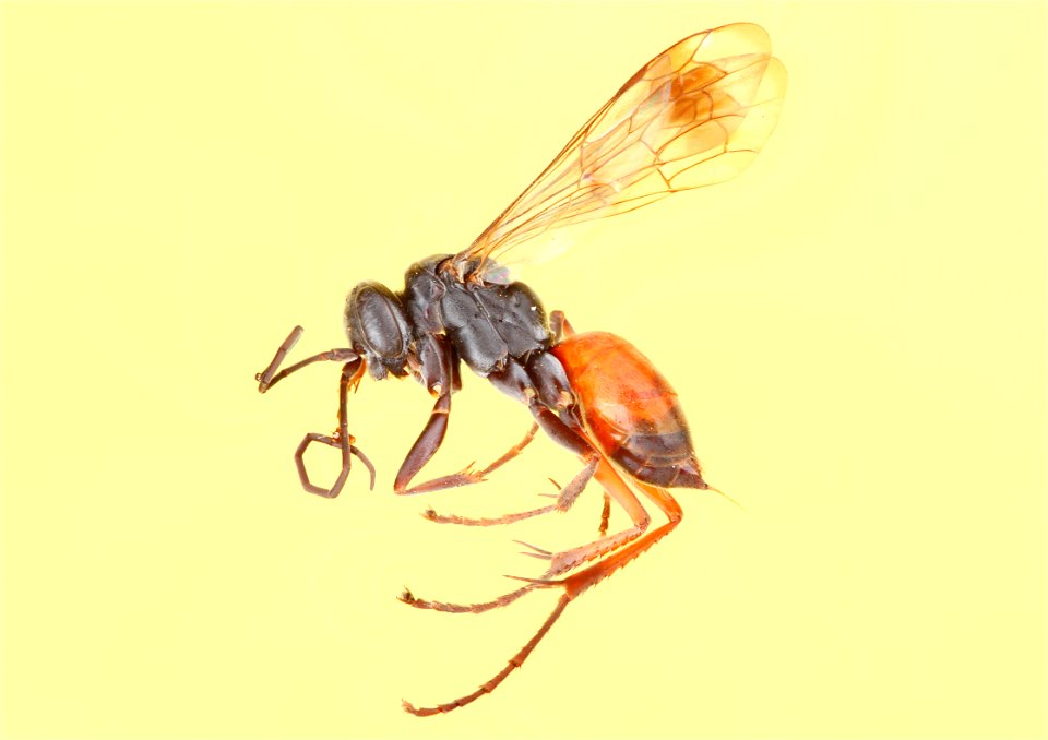 Caliadurgus hyalinatus