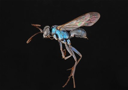 Auplopus nigrella