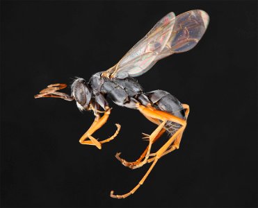 Auplopus mellipes