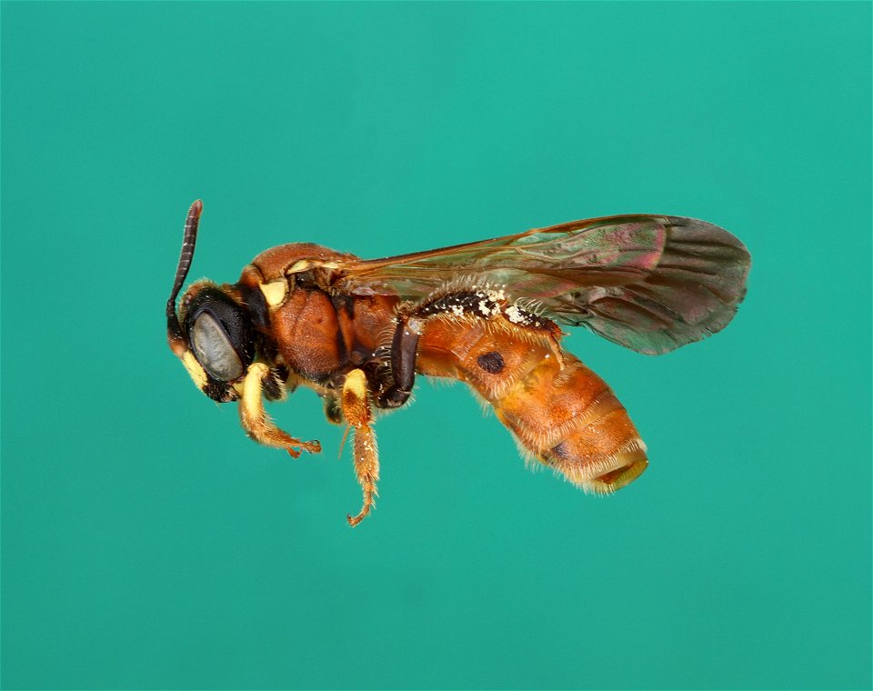 Protandrena abdominalis