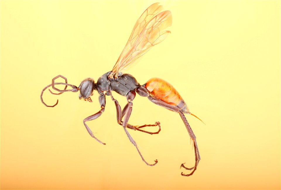 Ageniella arcuatus