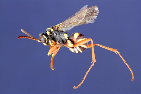 Ceropales fulvipes