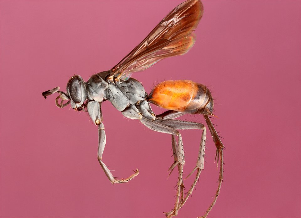 Anoplius semirufus