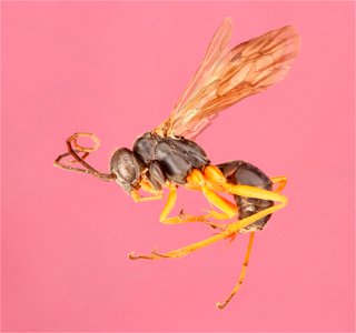 Auplopus adjucta