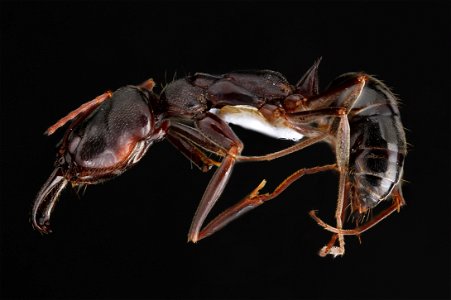 Trap Jaw Ant photo