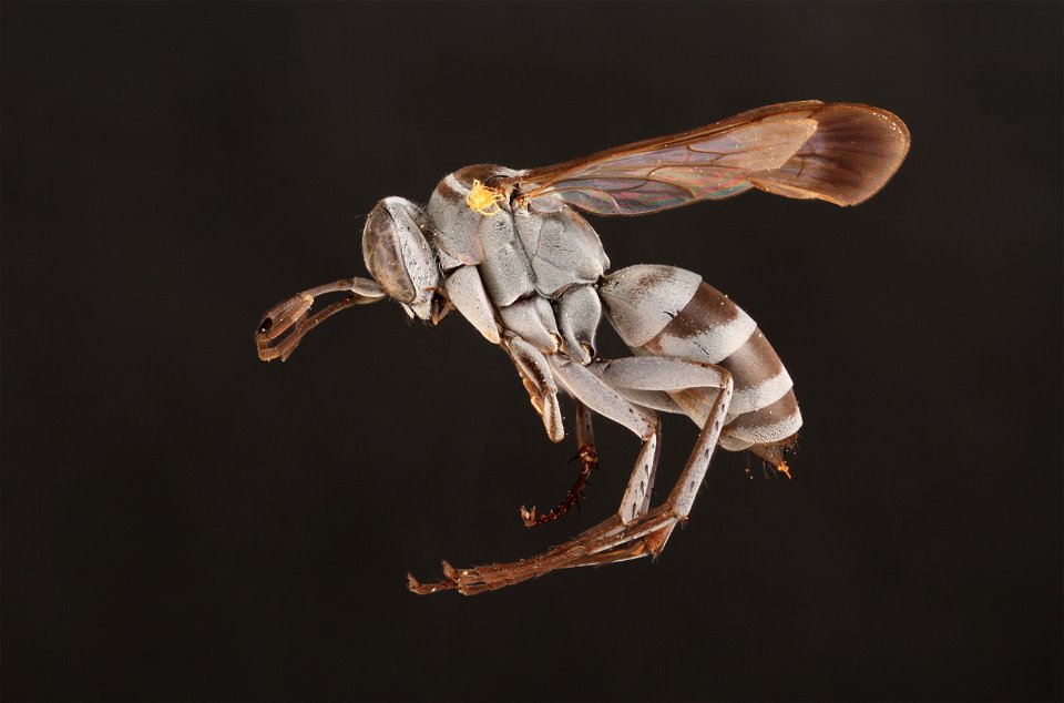 Aporinellus medianus