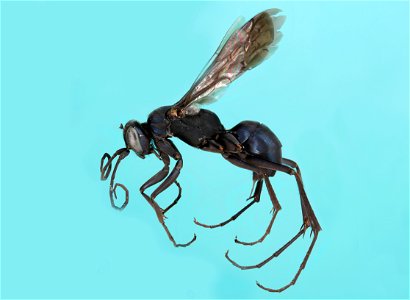 Ageniella cupida