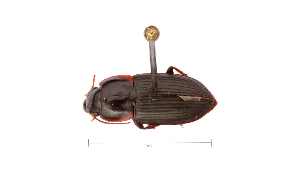 Anisodactylus (Gynandrotarsus) opaculus