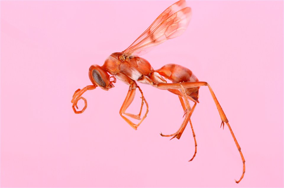 Ageniella conflicta