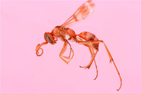 Ageniella conflicta