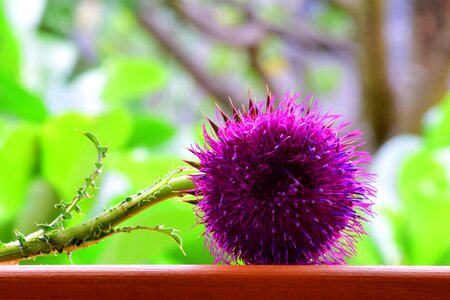Violet pappus flower coronary