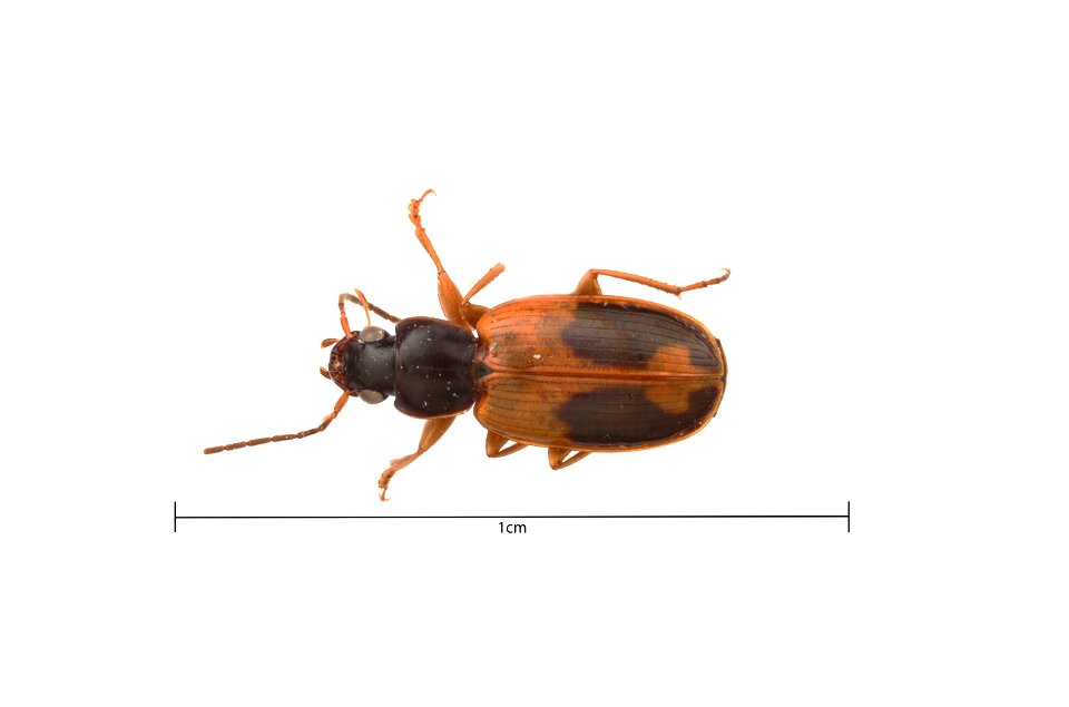 Badister (Badister) elegans