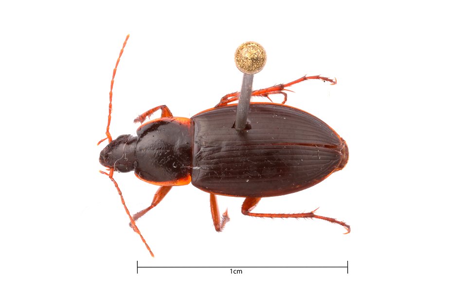 Calathus (Acalathus) advena