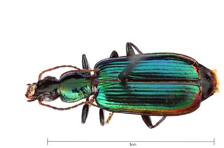 Calleida (Calleida) viridipennis