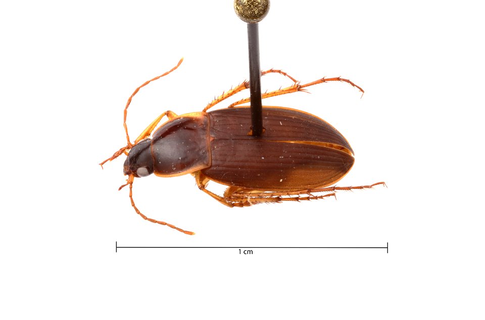 Calathus (Neocalathus) opaculus