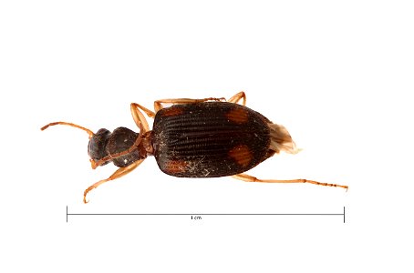 Anchonoderus quadrinotatus