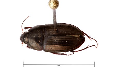 Amara (Amara) littoralis