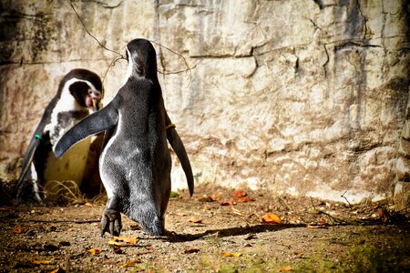 Animal animal world water bird photo