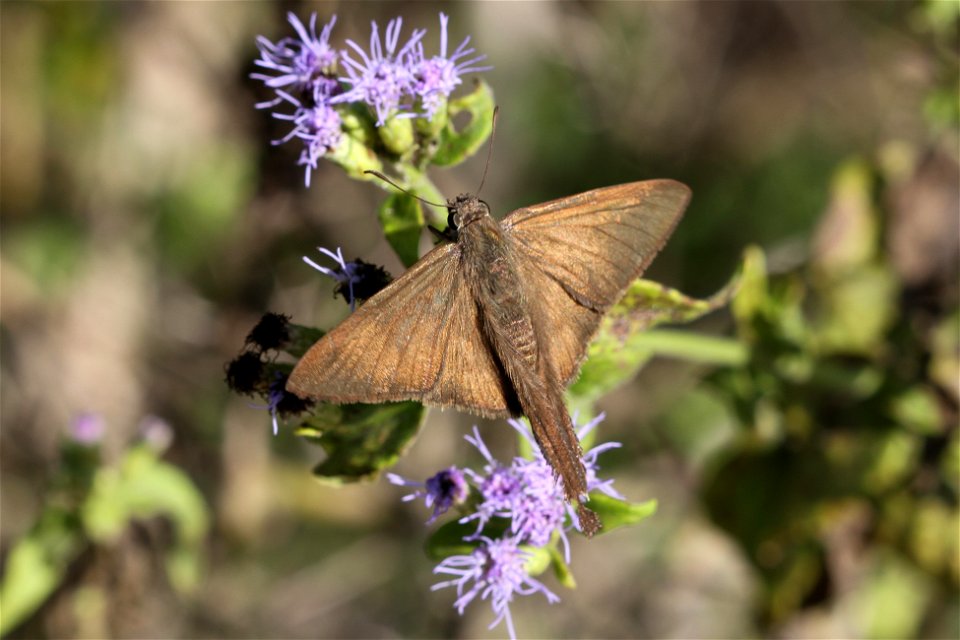Brown Longtail (Hesperiidae, Urbanus procne (Plötz))