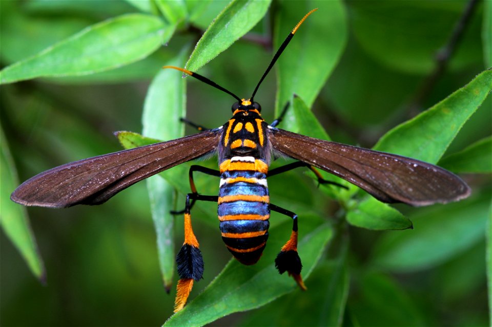 Texas Wasp Moth (Erebidae, Horama panthalon (Fabricius))