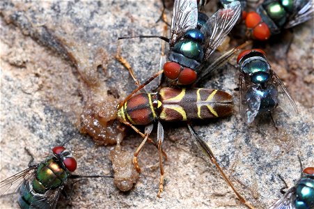 Longhorn beetle (Cerambycidae, Neoclytus mucronatus) visiting banana-beer feeder, with flies. photo