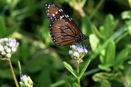 Soldier (Nymphalidae, Danaus eresimus (Cramer)) photo