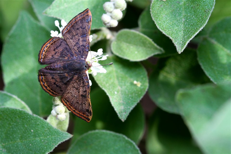 Red-bordered Metalmark (Riodinidae, Caria ino (Goodman and Salvin)