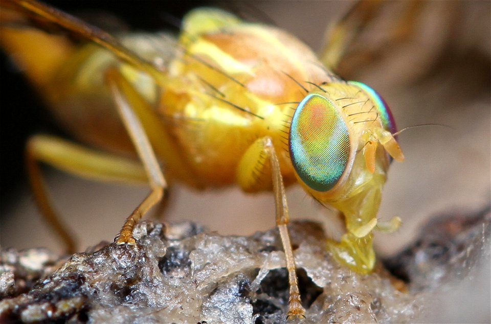 Mexican Fruit Fly (Tephritidae, Anastrepha ludens (Loew)), visiting a banana-beer feeder.