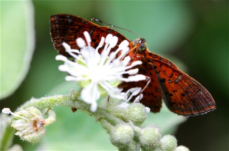 Red-bordered Metalmark (Riodinidae, Caria ino (Goodman and Salvin)