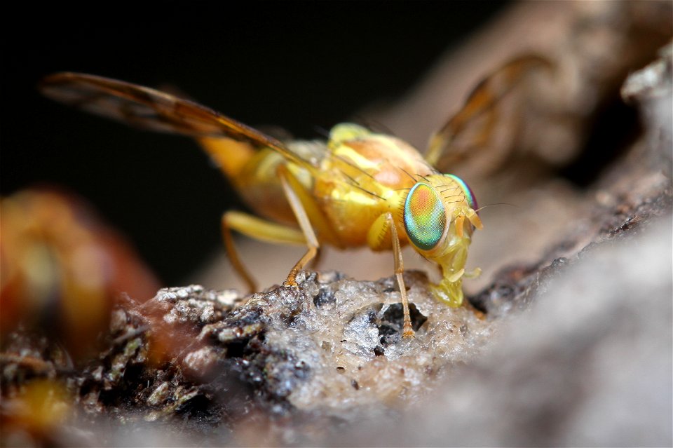 Mexican Fruit Fly (Tephritidae, Anastrepha ludens (Loew)), visiting a banana-beer feeder.