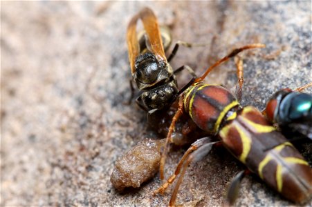 Mexican Honey Wasp (Vespidae, Brachygastra mellifica (Say))