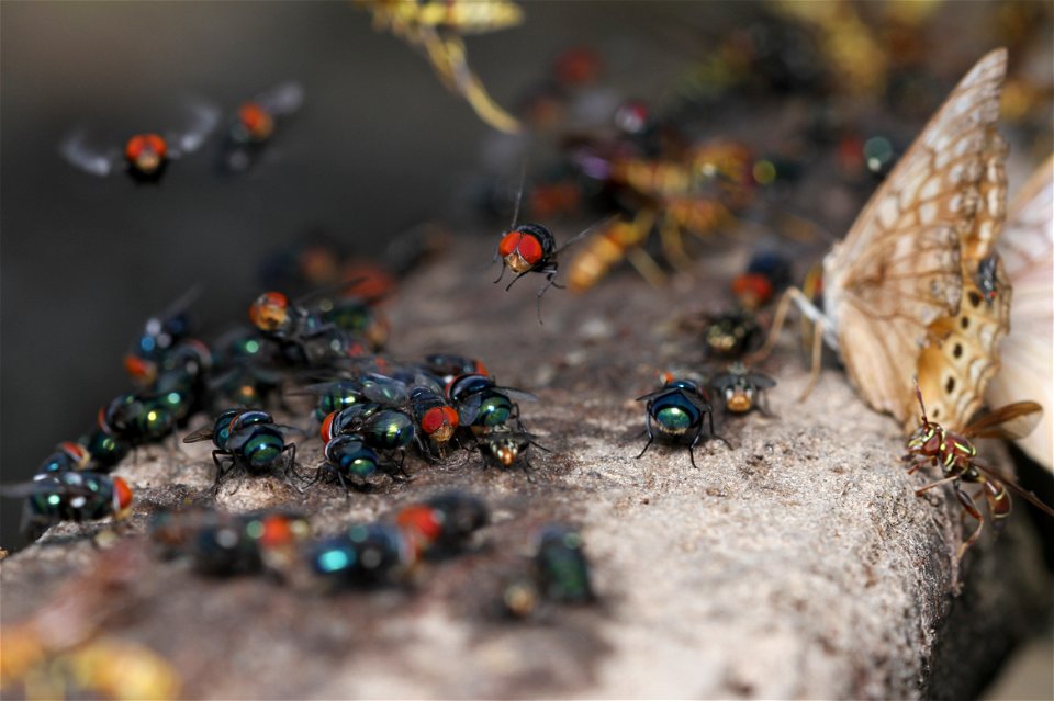 Assorted insects visit a banana-beer feeder.