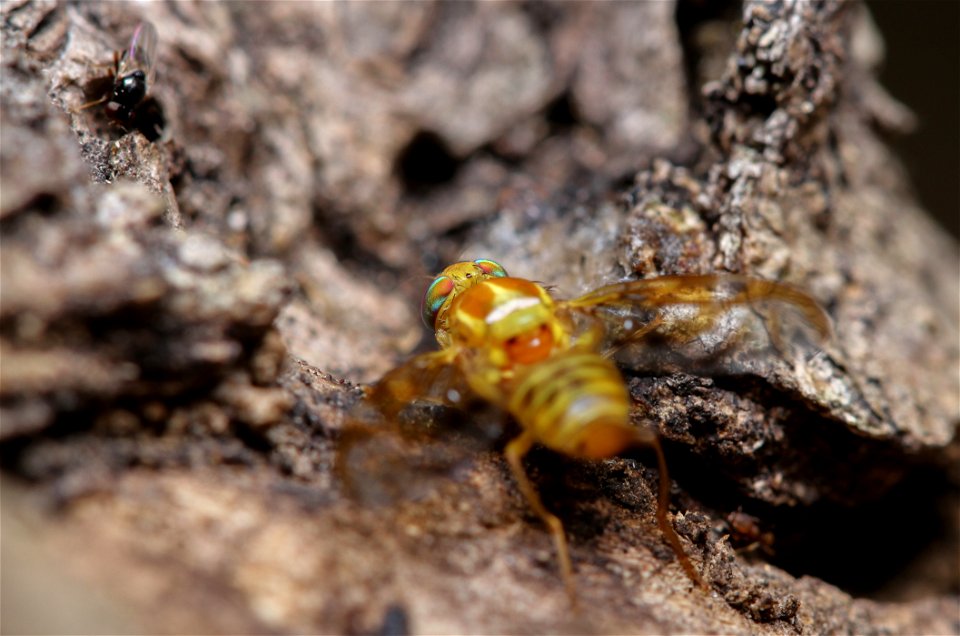 Mexican Fruit Fly (Tephritidae, Anastrepha ludens (Loew)), visiting a banana-beer feeder.