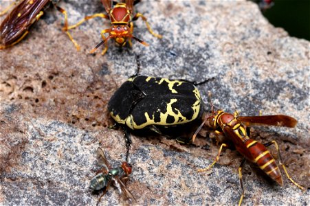 Harlequin Flower Beetle (Scarabaeidae, Gymnetis caseyi (Antoine))