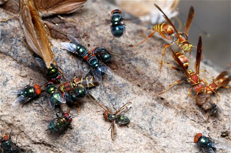 Assorted insects from four different orders visit a banana-beer feeder.
