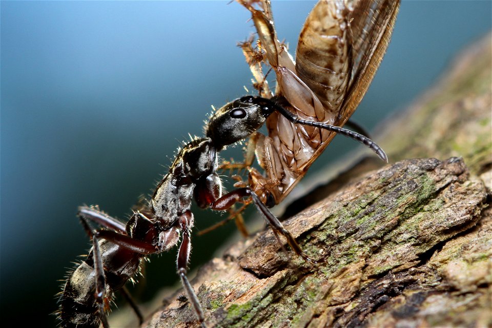 Hairy Panther Ant (Ponerinae, Neoponera villosa (Fabricius))