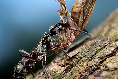 Hairy Panther Ant (Ponerinae, Neoponera villosa (Fabricius))