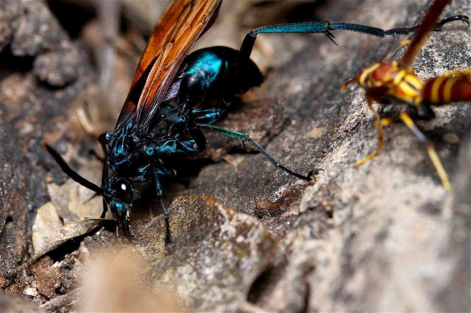 Tarantula Hawk (Pompilidae, Pepsis sp.)
